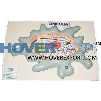 Model Of Amoeba